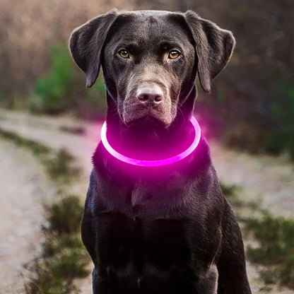 Leuchtendes LED-Hundehalsband