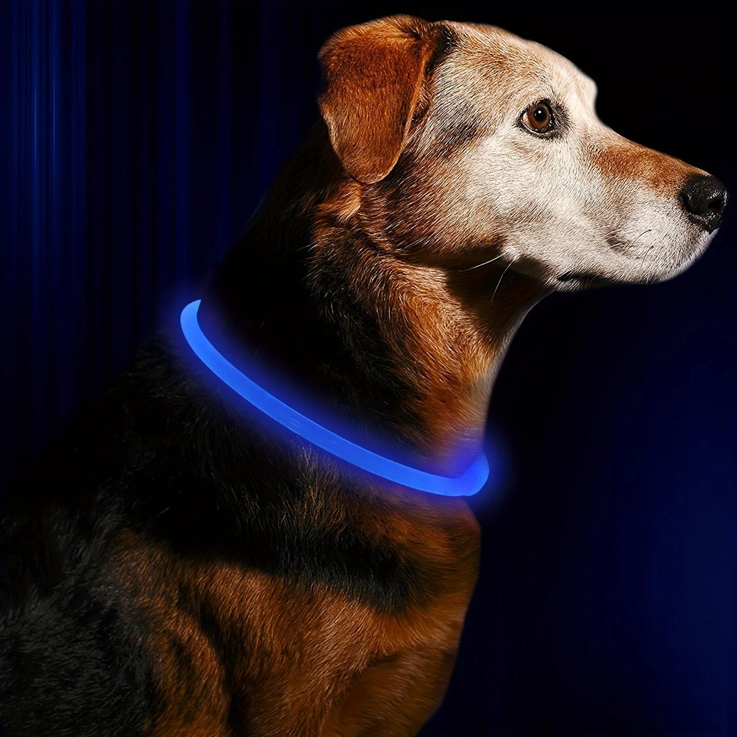 Leuchtendes LED-Hundehalsband